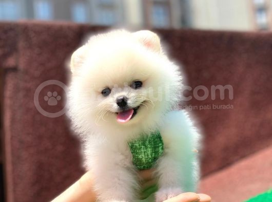 Sevimli Pomerian Boo