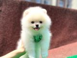 Sevimli Pomerian Boo