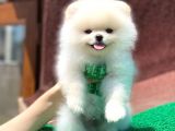 Sevimli Pomerian Boo
