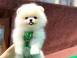 Sevimli Pomerian Boo