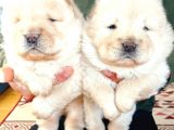 Chow Chow (Çin Aslanı) Yavruları