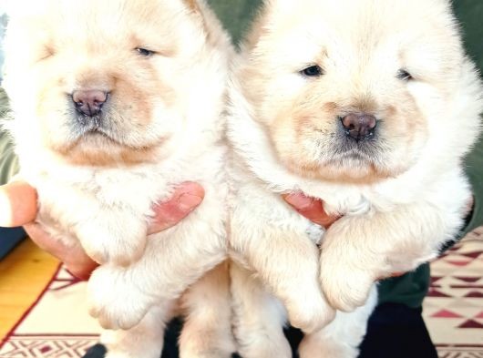 Chow Chow (Çin Aslanı) Yavruları