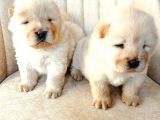 Chow Chow (Çin Aslanı) Yavruları