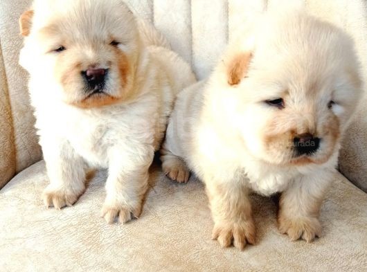 Chow Chow (Çin Aslanı) Yavruları görsel