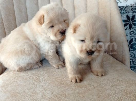 Chow Chow (Çin Aslanı) Yavruları görsel