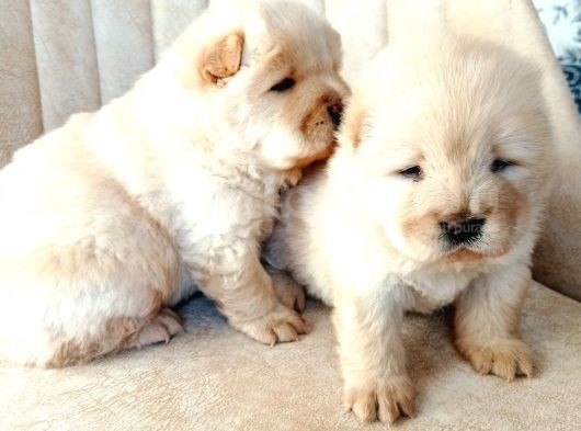 Chow Chow (Çin Aslanı) Yavruları görsel
