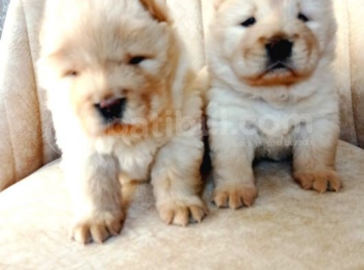 Chow Chow (Çin Aslanı) Yavruları görsel