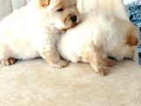Chow Chow (Çin Aslanı) Yavruları