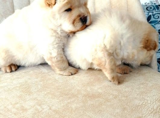 Chow Chow (Çin Aslanı) Yavruları görsel
