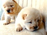 Chow Chow (Çin Aslanı) Yavruları