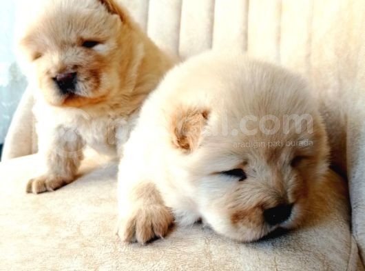 Chow Chow (Çin Aslanı) Yavruları görsel