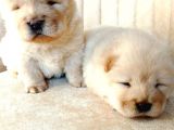 Chow Chow (Çin Aslanı) Yavruları