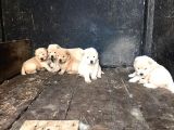Chow Chow  Çin  Aslanı Yavrularımız