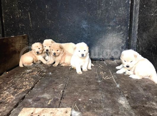 Chow Chow  Çin  Aslanı Yavrularımız