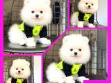 Pomeranian Boo Pasaportlu