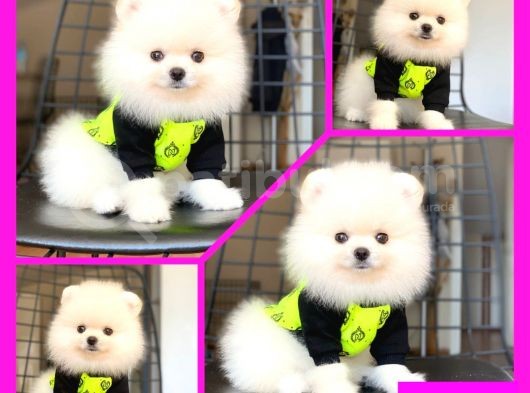 Pomeranian Boo Pasaportlu