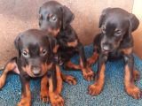 Doberman Yavrular