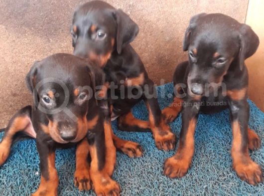 Doberman Yavrular