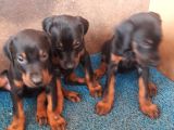 Doberman Yavrular
