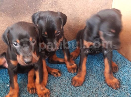 Doberman Yavrular görsel
