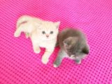 British Shorthair Ve Scottish Fold Yavrularımıza Sıcak Bir Yuva Arıyoruz