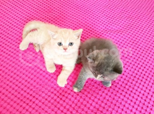British Shorthair Ve Scottish Fold Yavrularımıza Sıcak Bir Yuva Arıyoruz