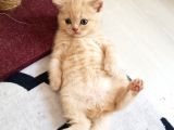 British Shorthair Ve Scottish Fold Yavrularımıza Sıcak Bir Yuva Arıyoruz