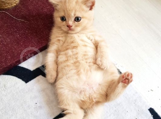 British Shorthair Ve Scottish Fold Yavrularımıza Sıcak Bir Yuva Arıyoruz görsel