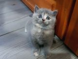 British Shorthair Ve Scottish Fold Yavrularımıza Sıcak Bir Yuva Arıyoruz