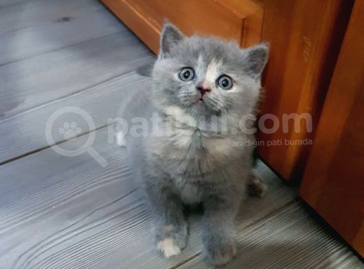 British Shorthair Ve Scottish Fold Yavrularımıza Sıcak Bir Yuva Arıyoruz görsel