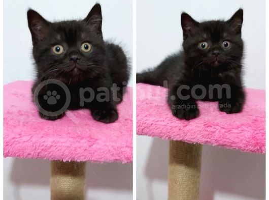 British Shorthair Mükemmel Kalite Yavrularımız görsel
