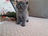 British Shorthair Ve Scottish Fold Yavrularımıza Sıcak Bir Yuva Arıyoruz