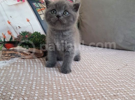 British Shorthair Ve Scottish Fold Yavrularımıza Sıcak Bir Yuva Arıyoruz görsel
