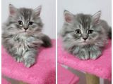 British Shorthair Mükemmel Kalite Yavrularımız