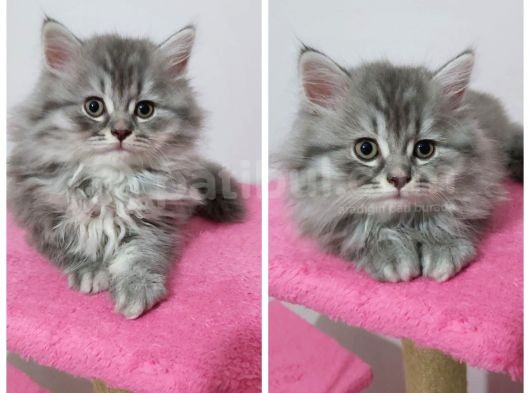 British Shorthair Mükemmel Kalite Yavrularımız görsel