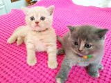 British Shorthair Ve Scottish Fold Yavrularımıza Sıcak Bir Yuva Arıyoruz