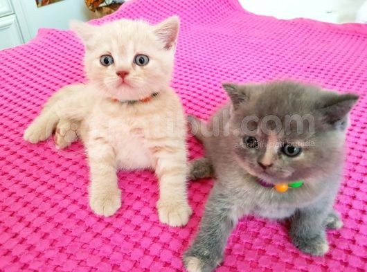 British Shorthair Ve Scottish Fold Yavrularımıza Sıcak Bir Yuva Arıyoruz görsel