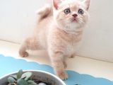 British Shorthair Ve Scottish Fold Yavrularımıza Sıcak Bir Yuva Arıyoruz