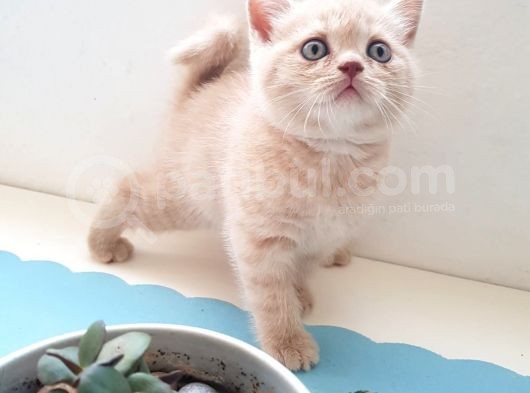 British Shorthair Ve Scottish Fold Yavrularımıza Sıcak Bir Yuva Arıyoruz görsel