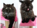 British Shorthair Mükemmel Kalite Yavrularımız