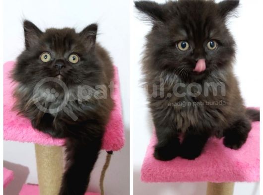 British Shorthair Mükemmel Kalite Yavrularımız görsel