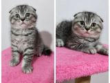 British Shorthair Mükemmel Kalite Yavrularımız