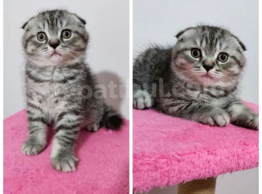 British Shorthair Mükemmel Kalite Yavrularımız