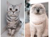 British Shorthair Mükemmel Kalite Yavrularımız