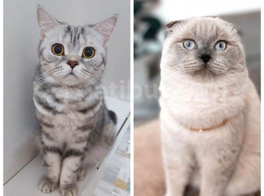 British Shorthair Mükemmel Kalite Yavrularımız görsel