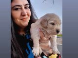 Golden  Retriever Yavrularımız