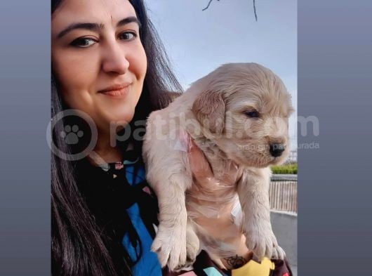Golden  Retriever Yavrularımız görsel