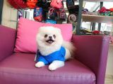 2 Yaşında Erkek Eğitimli Pomeranian Beyaz