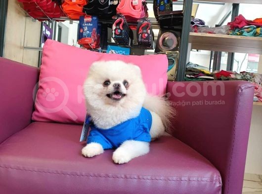 2 Yaşında Erkek Eğitimli Pomeranian Beyaz görsel