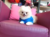 2 Yaşında Erkek Eğitimli Pomeranian Beyaz